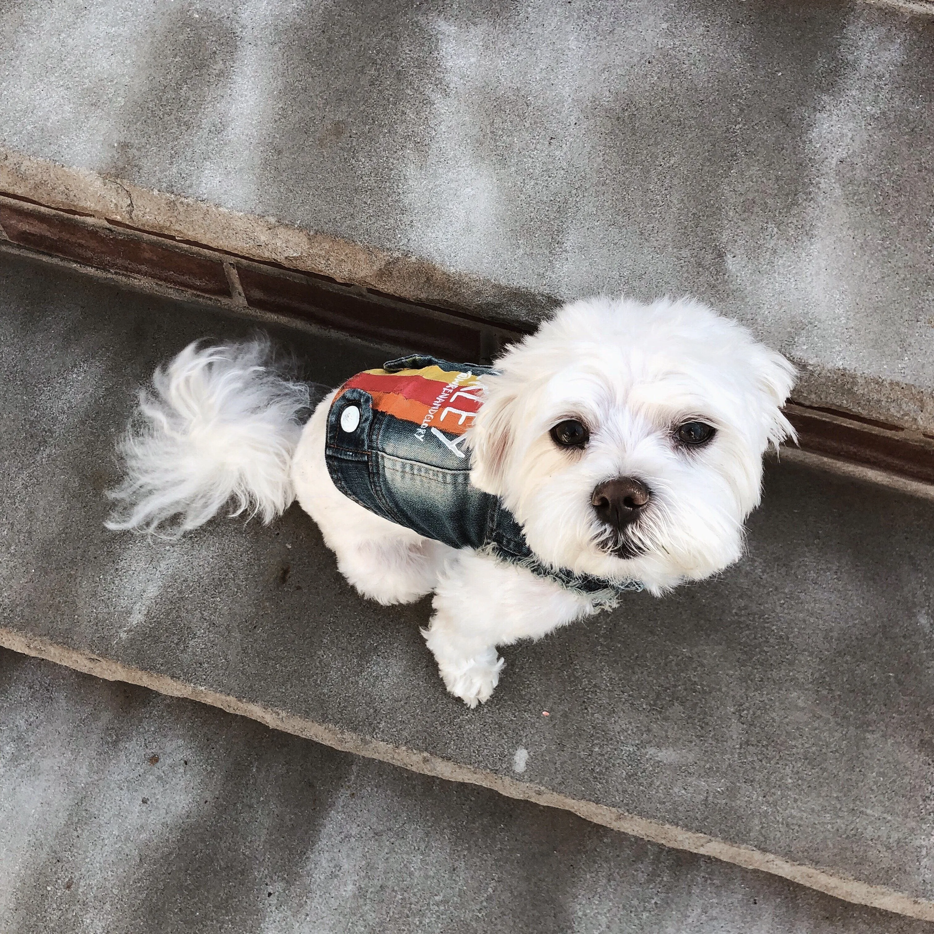 'YOUR BEST FRIEND' DENIM DOG JACKET